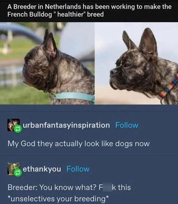 french bulldog healthy breed - A Breeder in Netherlands has been working to make the French Bulldog" healthier" breed urbanfantasyinspiration My God they actually look dogs now ethankyou Breeder You know what? Fk this unselectives your breeding