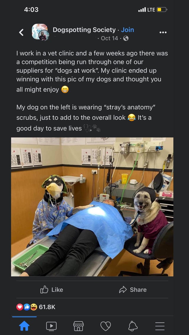 screenshot - ..1 Lte O Dogspotting Society. Join Oct 14. ... I work in a vet clinic and a few weeks ago there was a competition being run through one of our suppliers for "dogs at work". My clinic ended up winning with this pic of my dogs and thought you 
