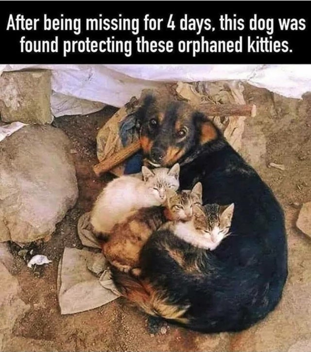 empathy animals - After being missing for 4 days, this dog was found protecting these orphaned kitties.