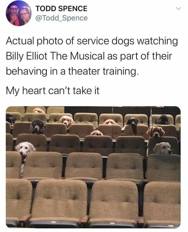 wholesome pics and memes - service dogs watching billy elliot - Todd Spence Actual photo of service dogs watching Billy Elliot The Musical as part of their behaving in a theater training. My heart can't take it