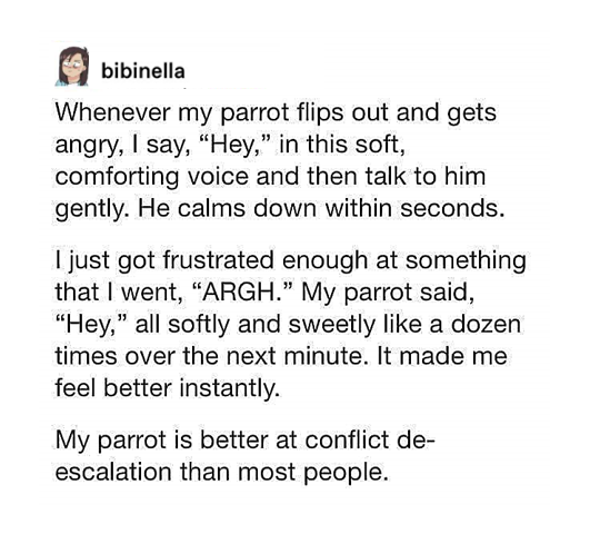 wholesome pics and memes - angle - bibinella Whenever my parrot flips out and gets angry, I say,