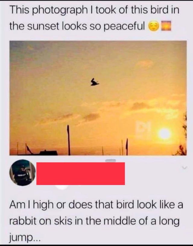 twisted memes - r holup - This photograph I took of this bird in the sunset looks so peaceful Am I high or does that bird look a rabbit on skis in the middle of a long jump...