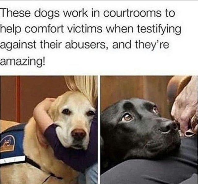 we don t deserve dogs - These dogs work in courtrooms to help comfort victims when testifying against their abusers, and they're amazing!