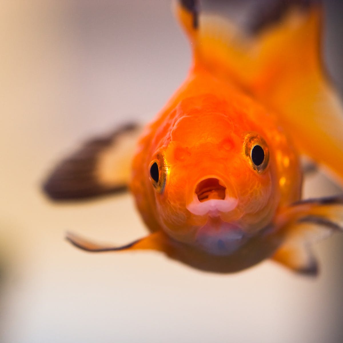 goldfish face