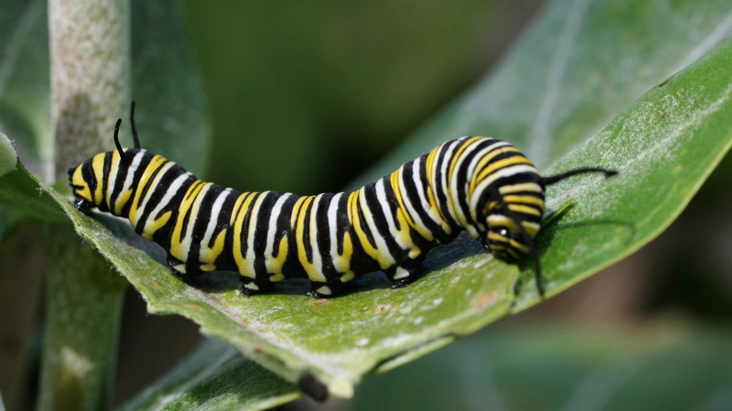caterpillar insect - 1