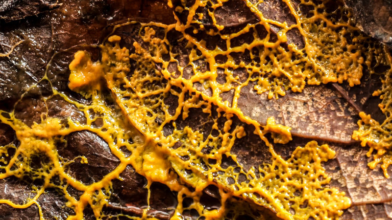 yellow fungus in human