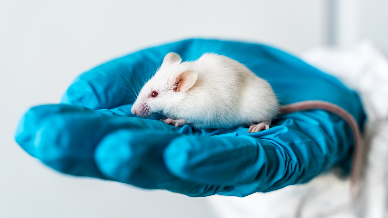 To this day we experiment on rats. We give them Cancer, HIV, we get them addicted to drugs, we amputate their limbs, etc., etc., etc.
<br></br>
And it’s saved hundreds of millions of human lives. It’s... troublesome. It’s one of the hardest ethical conundrums for me. Because I literally use a medication every day that drastically improves my life quality, and it wouldn’t exist if not for all those rats which were experimented on.