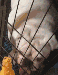 19 gifs make you happy all day
