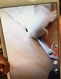 19 gifs make you happy all day