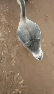36 gif funny pictures, so you can have fun all day