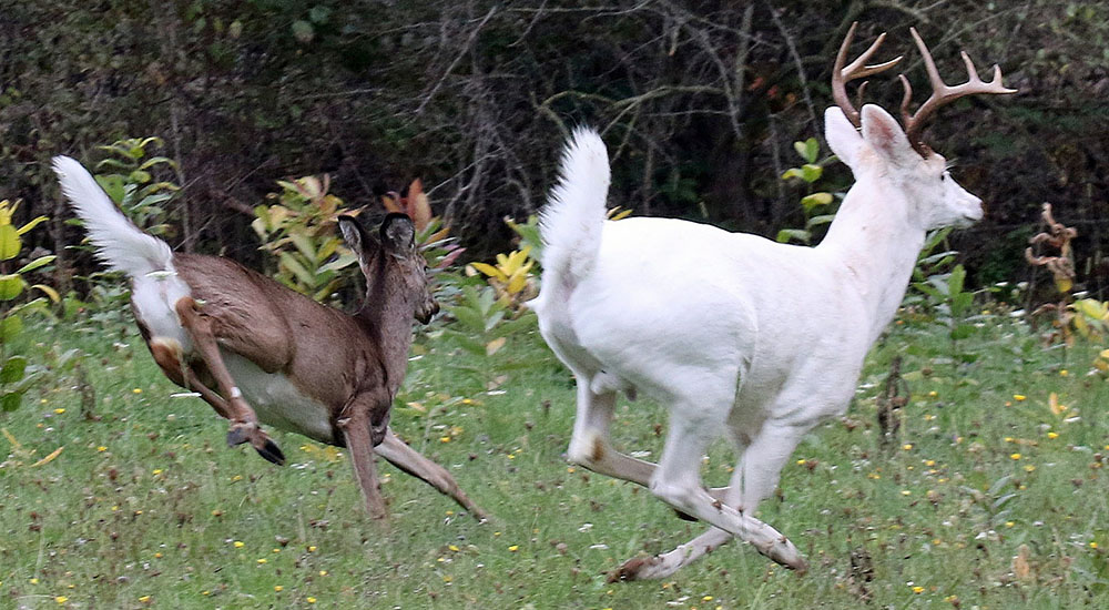 albino whitetail deer