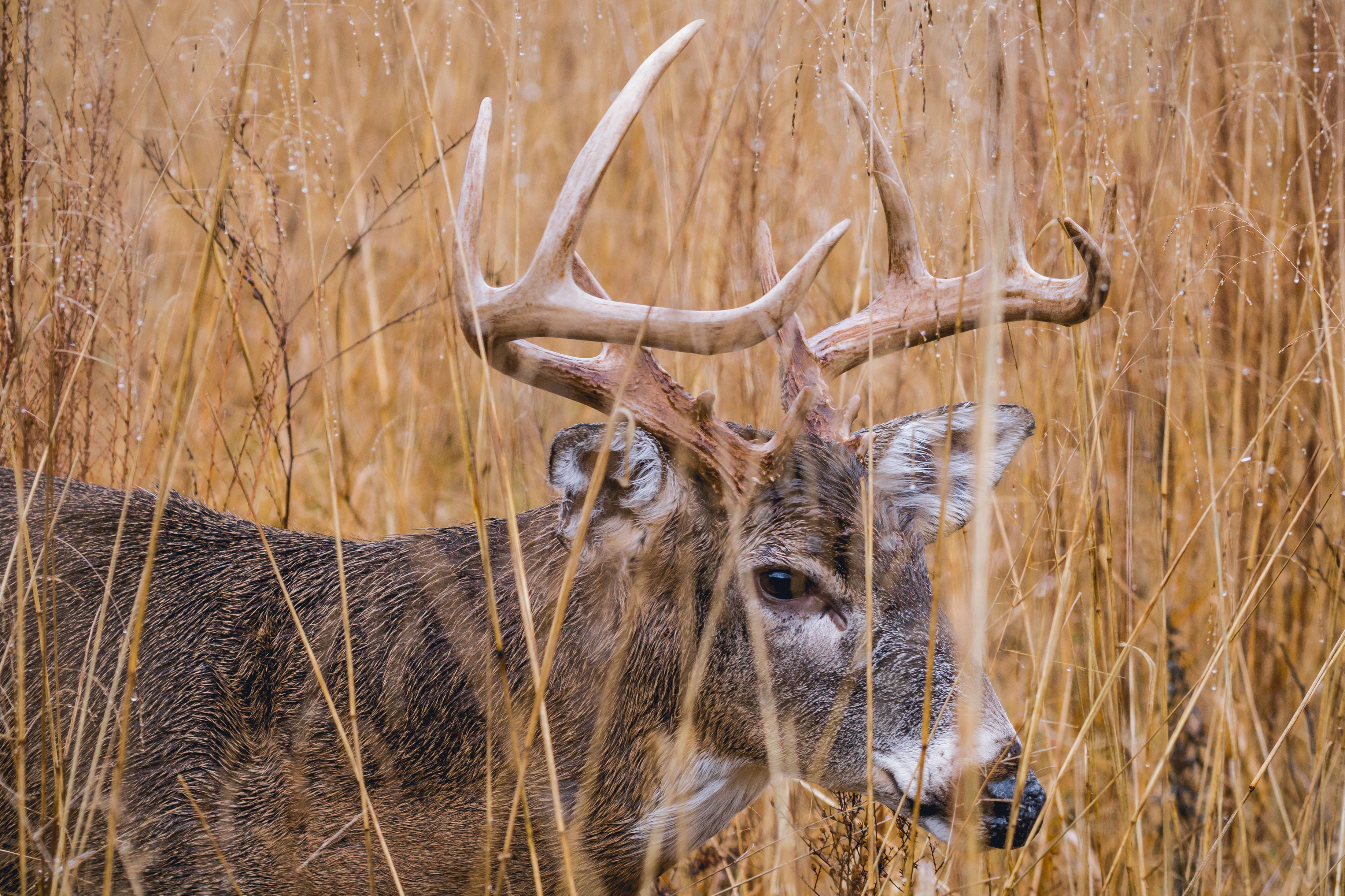 whitetail deer