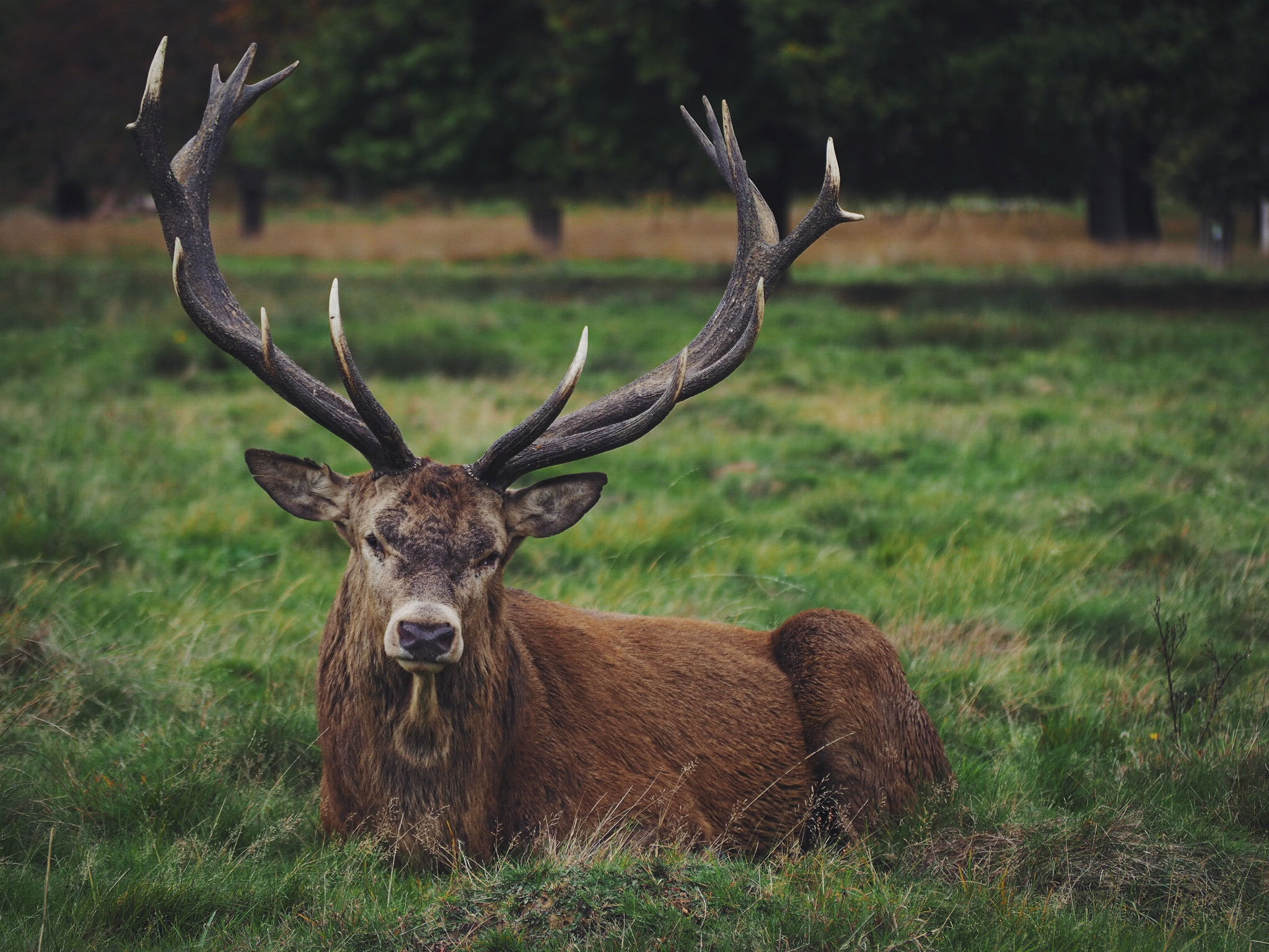 Drool Worthy Deer for Hunters - Feels Gallery | eBaum's World