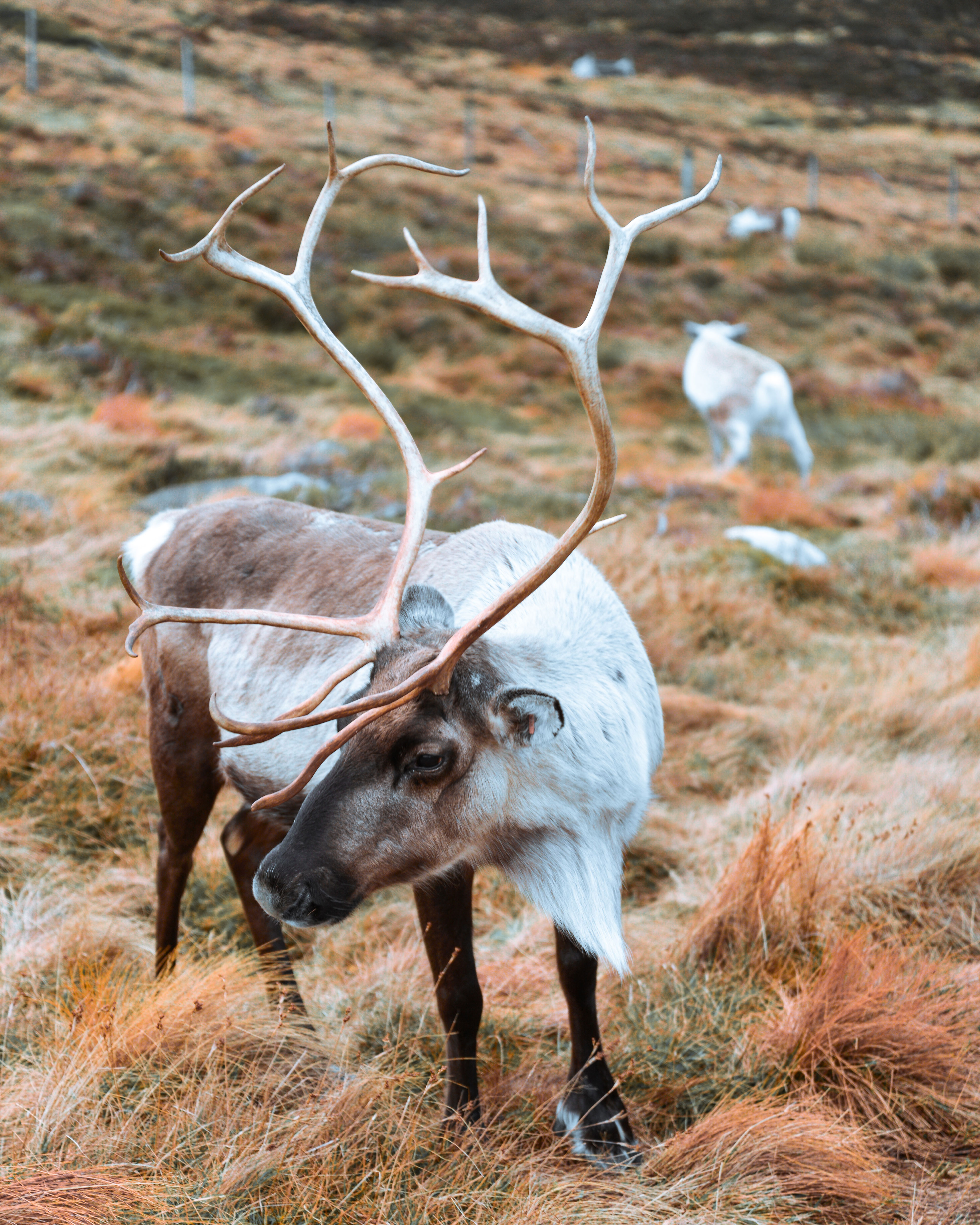 reindeer