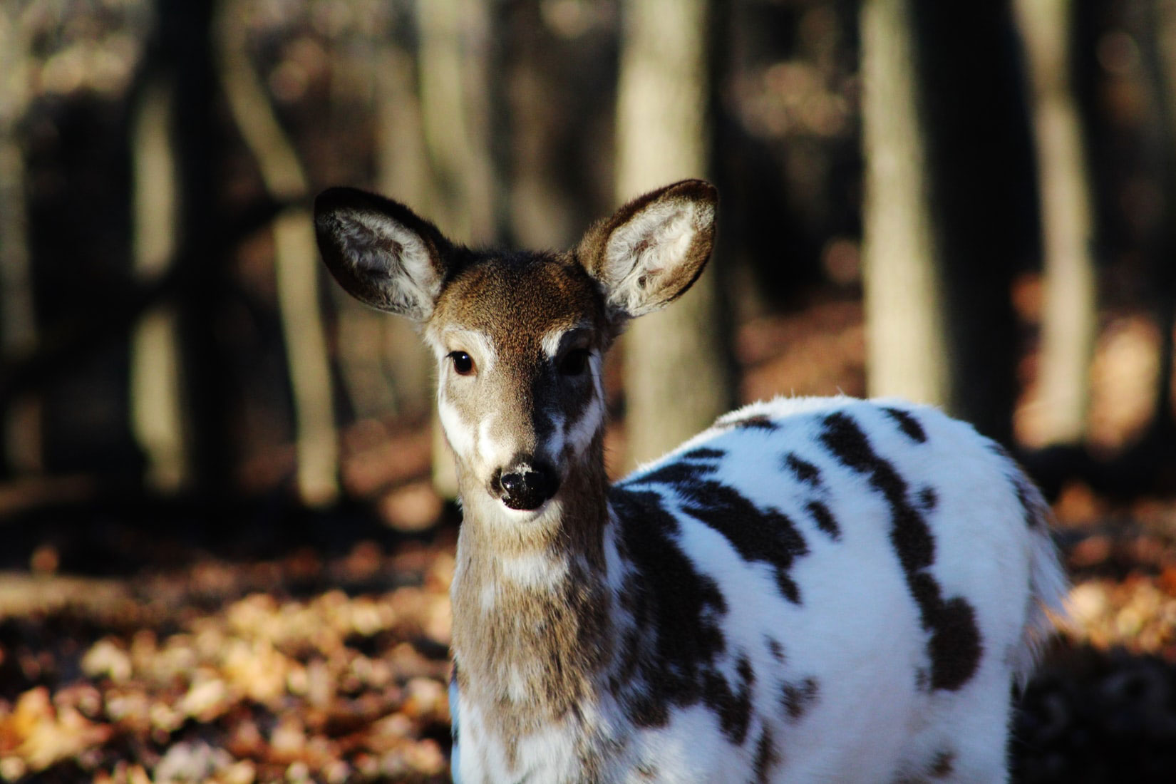 spotted deer