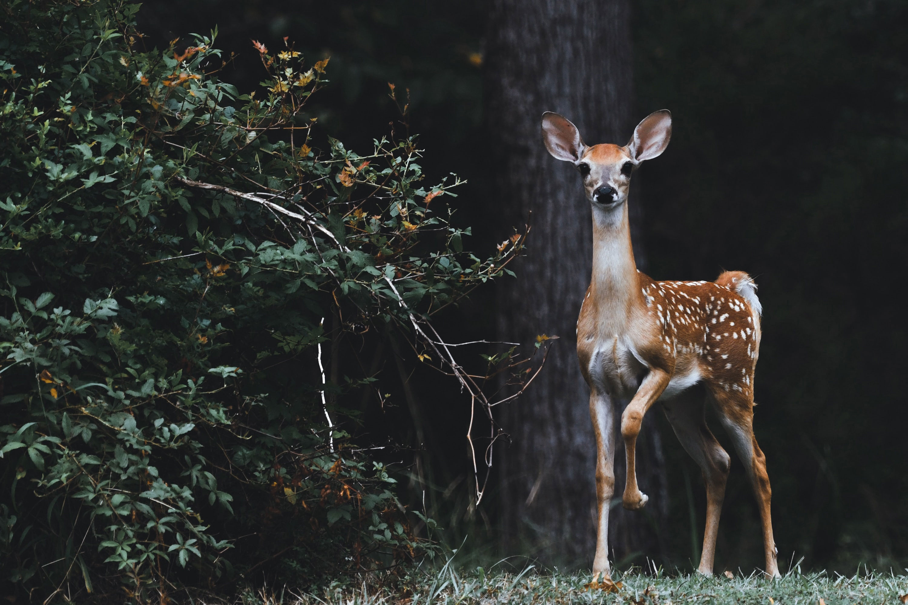 whitetail deer