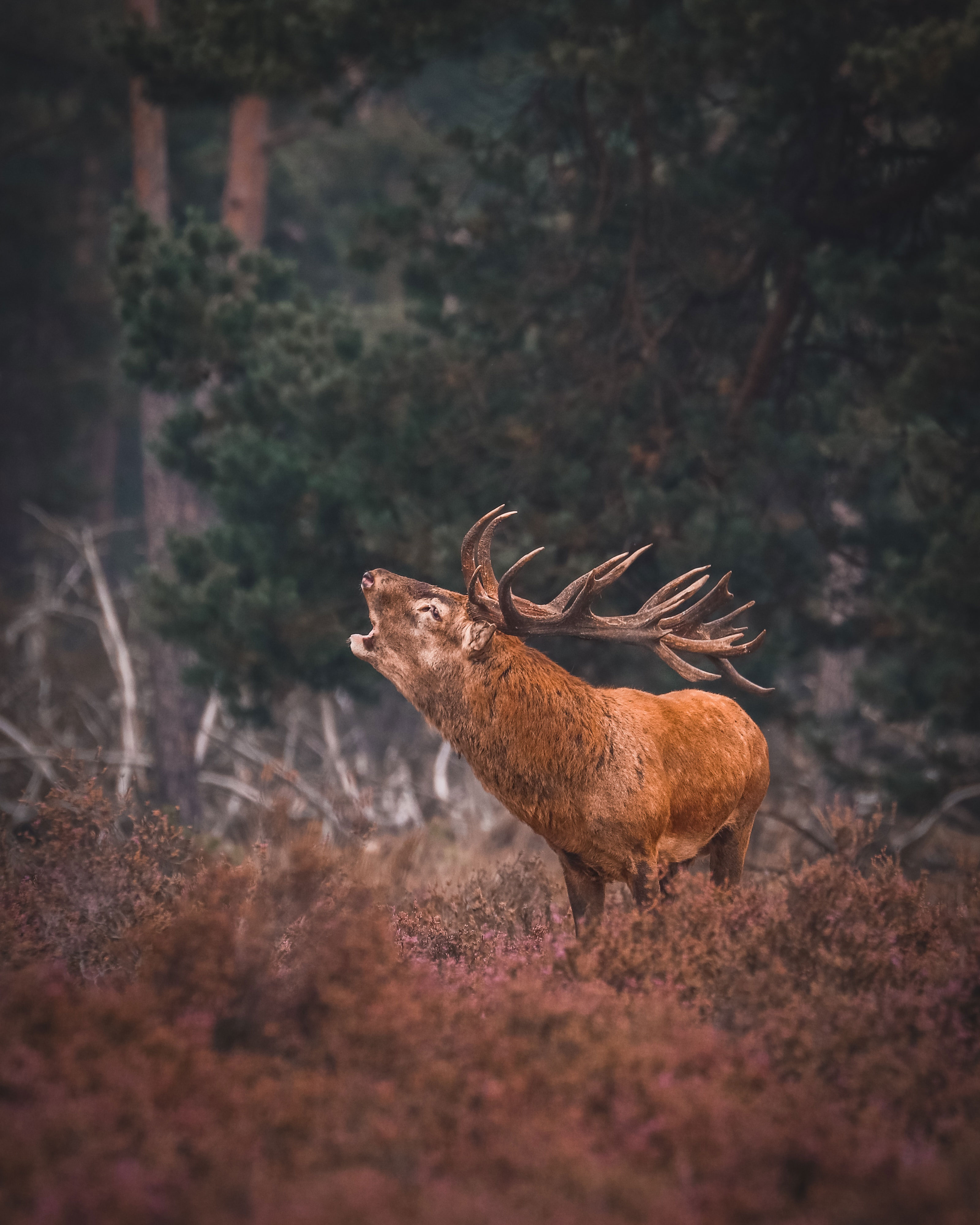 whitetail deer