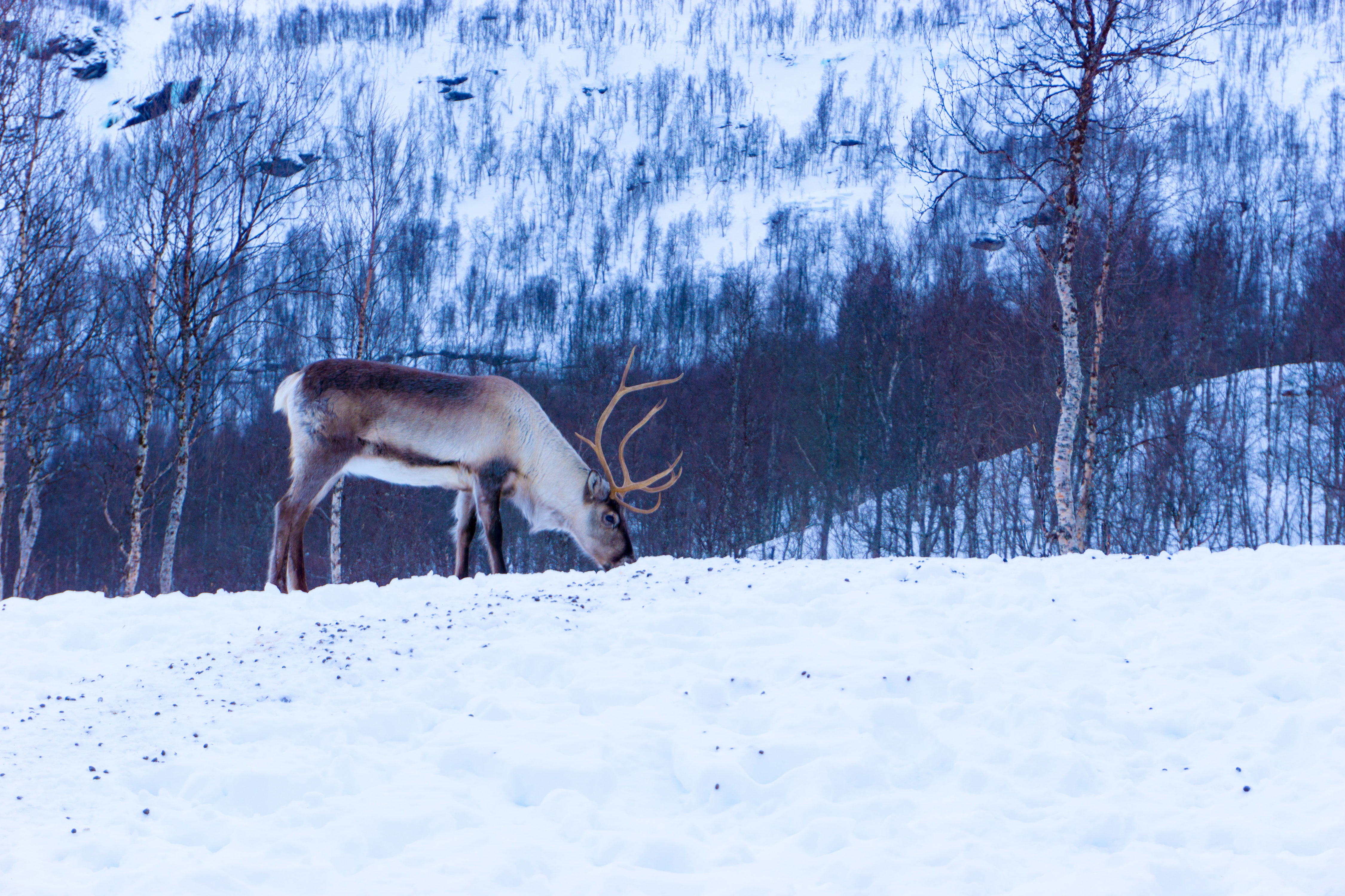 whitetail deer