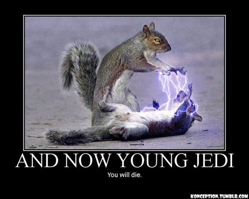 sith squirrel - And Now Young Jedi You will die. Konception.Tumblr.Com