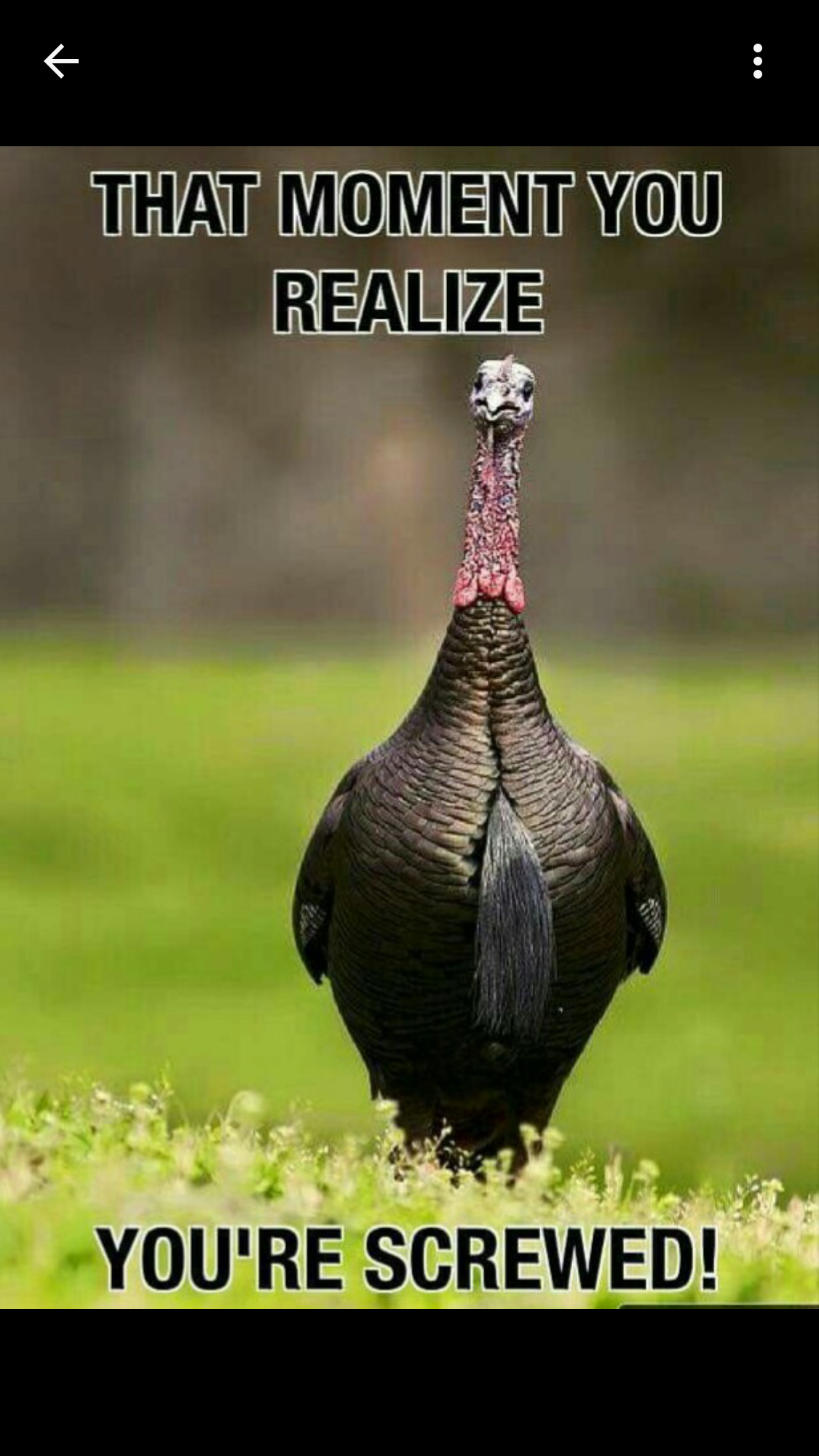 Things to get you in the mood for Turkey Day! - Feels Gallery