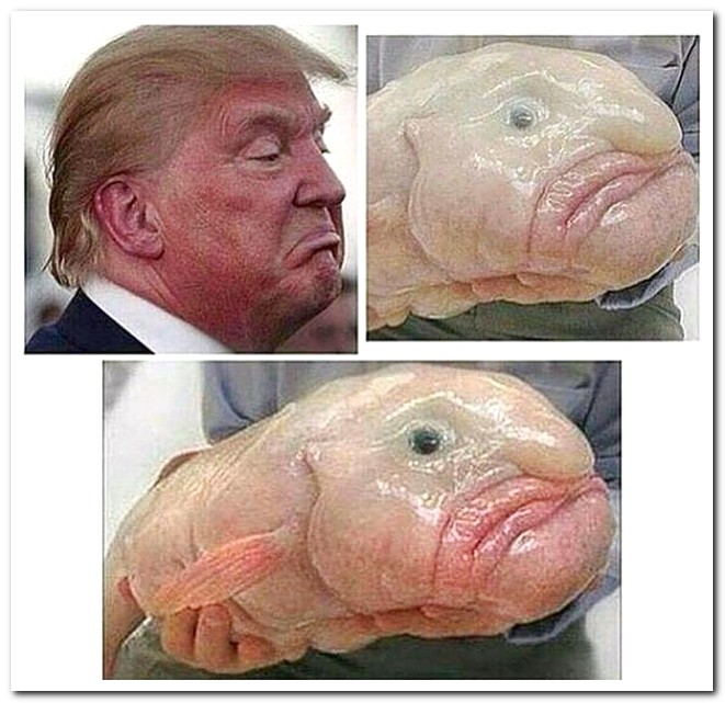 blobfisch trump