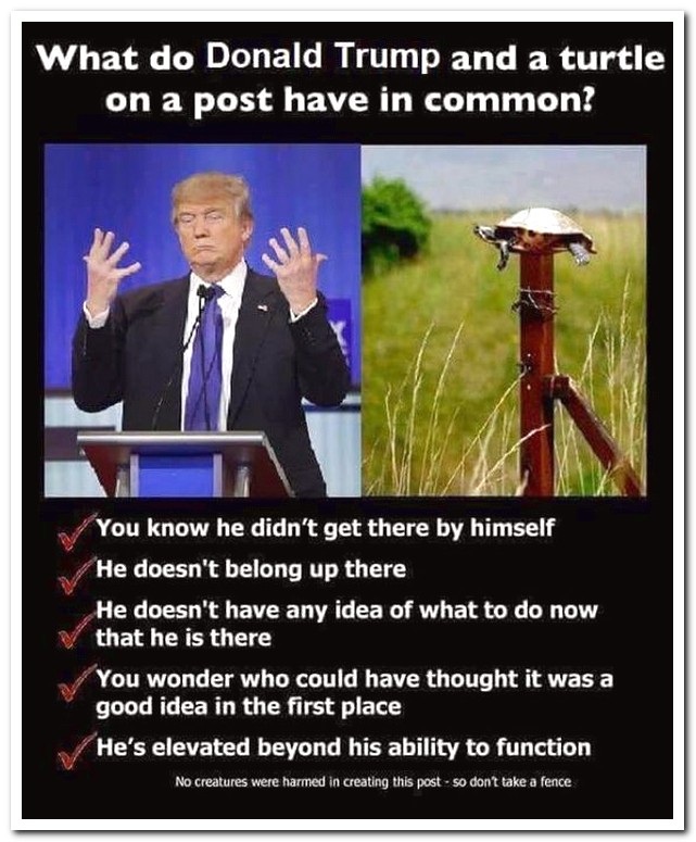 do donald trump and a turtle have - What do Donald Trump and a turtle on a post have in common? You know he didn't get there by himself He doesn't belong up there He doesn't have any idea of what to do now that he is there You wonder who could have though