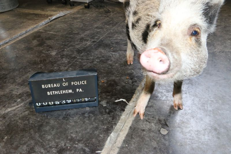 domestic pig - Bureau Of Police Bethlehem, Pa. Ou '0'5'3