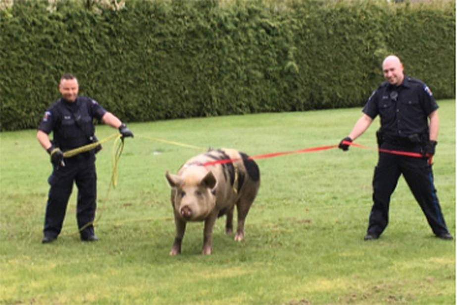 police pig bacon