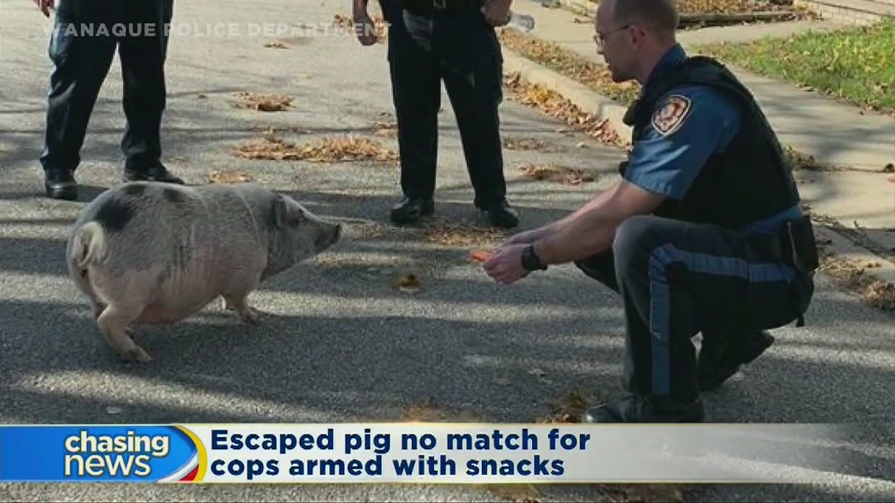 police pig - Anaque Police Deprimeren On chasing news Escaped pig no match for cops armed with snacks