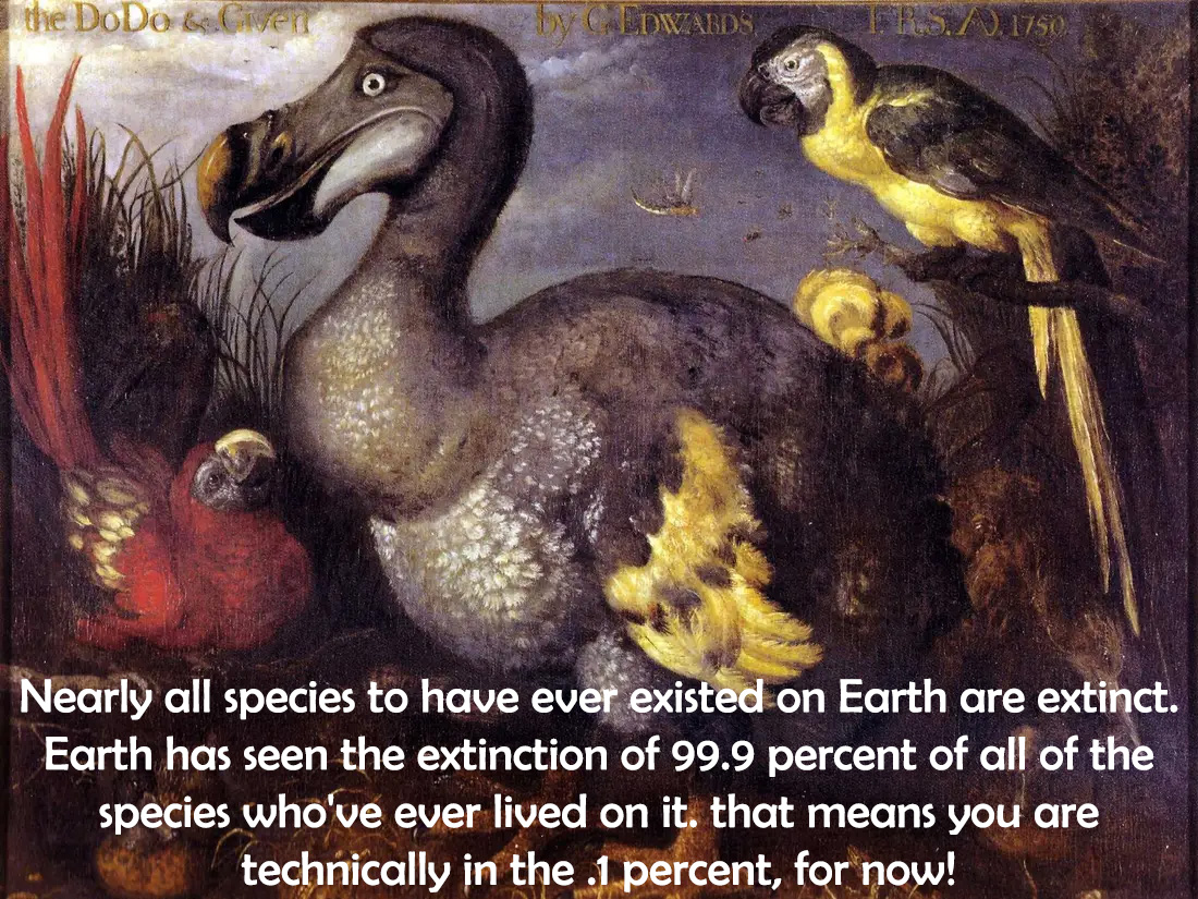 dodo new zealand - the DoDe bliver Caldwedst Est.1750 Nearly all species to have ever existed on Earth are extinct. Earth has seen the extinction of 99.9 percent of all of the species who've ever lived on it. that means you are technically in the .1 perce