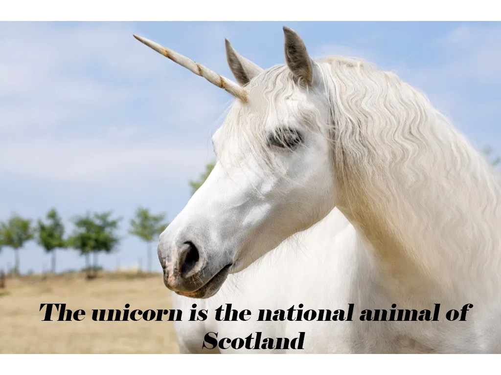 real life unicorn - The unicorn is the national animal of Scotland