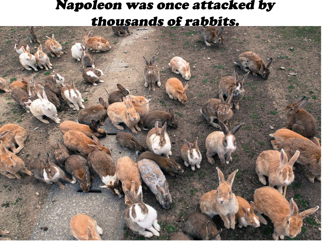 rabbits island - Napoleon was once attacked by thousands of rabbits.