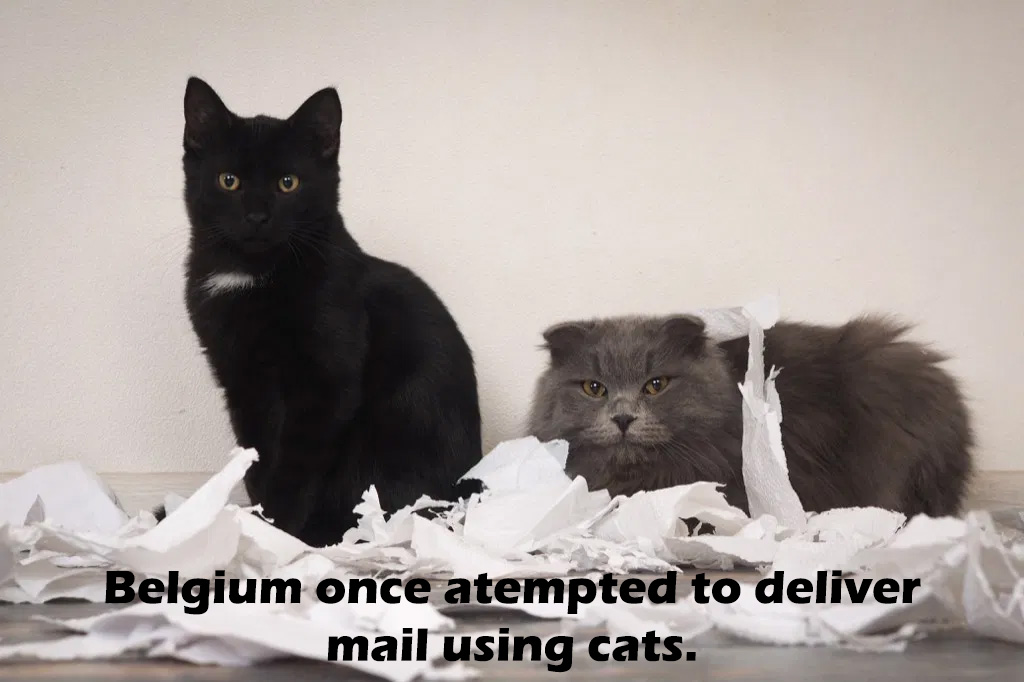 black cat - Belgium once atempted to deliver mail using cats.