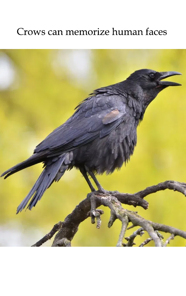 attacking crow - Crows can memorize human faces