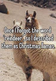 llama - Once I forgot the word reindeer", so I described them as Christmas llamas.