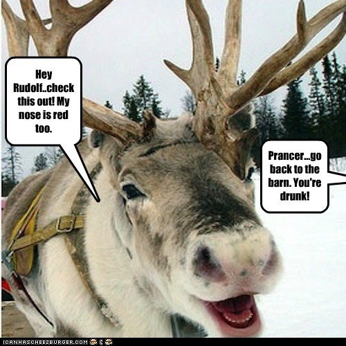 drunk reindeer meme - Hey Rudolf.check this out! My nose is red too. Prancer...go back to the barn. You're drunk! Icanhascheezburger.Com