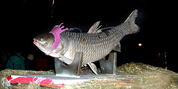 Prairie du Chien, WI

While other cities create an artificial object to drop, Praire du Chien insists on using the real deal. The city hoists a 20 to 30 pound frozen carp named "Lucky" into the air by a crane and slowly lowers the fish down to a throne as the year changes. The oddity doesn't stop there either. After the fish is lowered, people may take turns approaching the fish on the throne to kiss its lifeless lips for good luck in the following year.