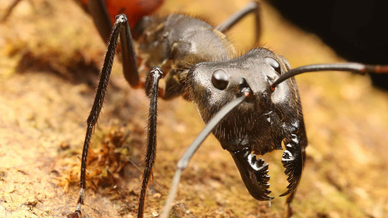 singapore bigger ants