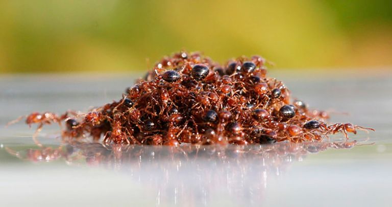 floating fire ants