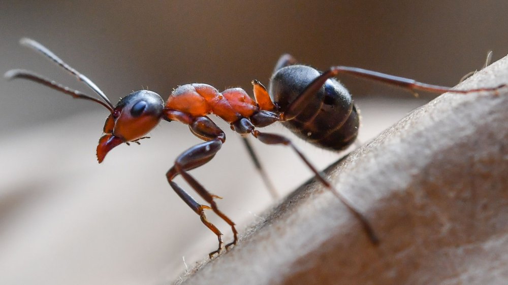 cannibal ants