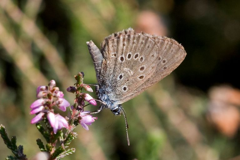 dutch alcon blue butterfly extinct