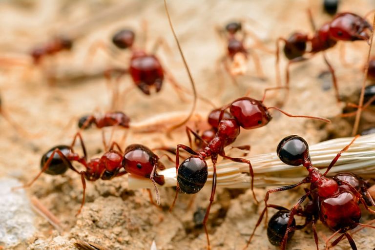 rasberry crazy ants vs fire ants
