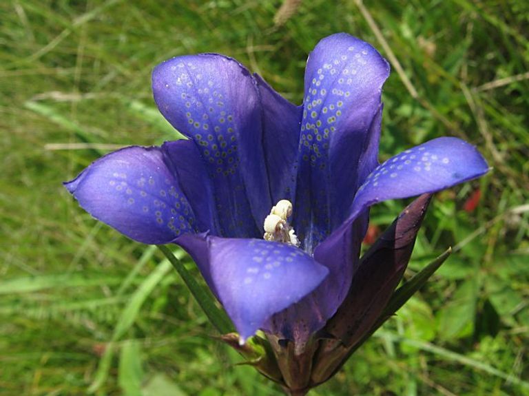 marsh gentian - Coco co O 1078