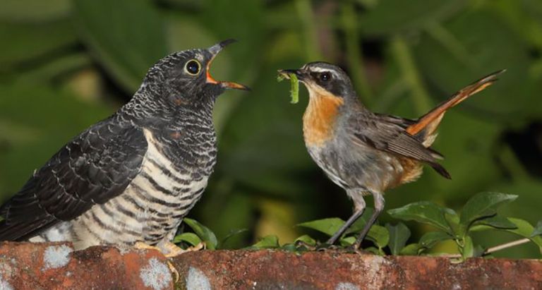 cuckoo bird parasite