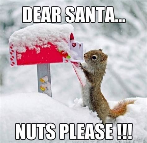 cute christmas memes - Dear Santa.. Nuts Please !!!