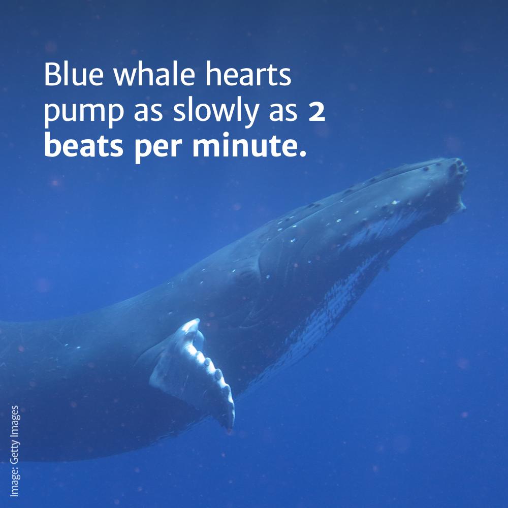 codarts - Blue whale hearts pump as slowly as 2 beats per minute. Image Getty Images