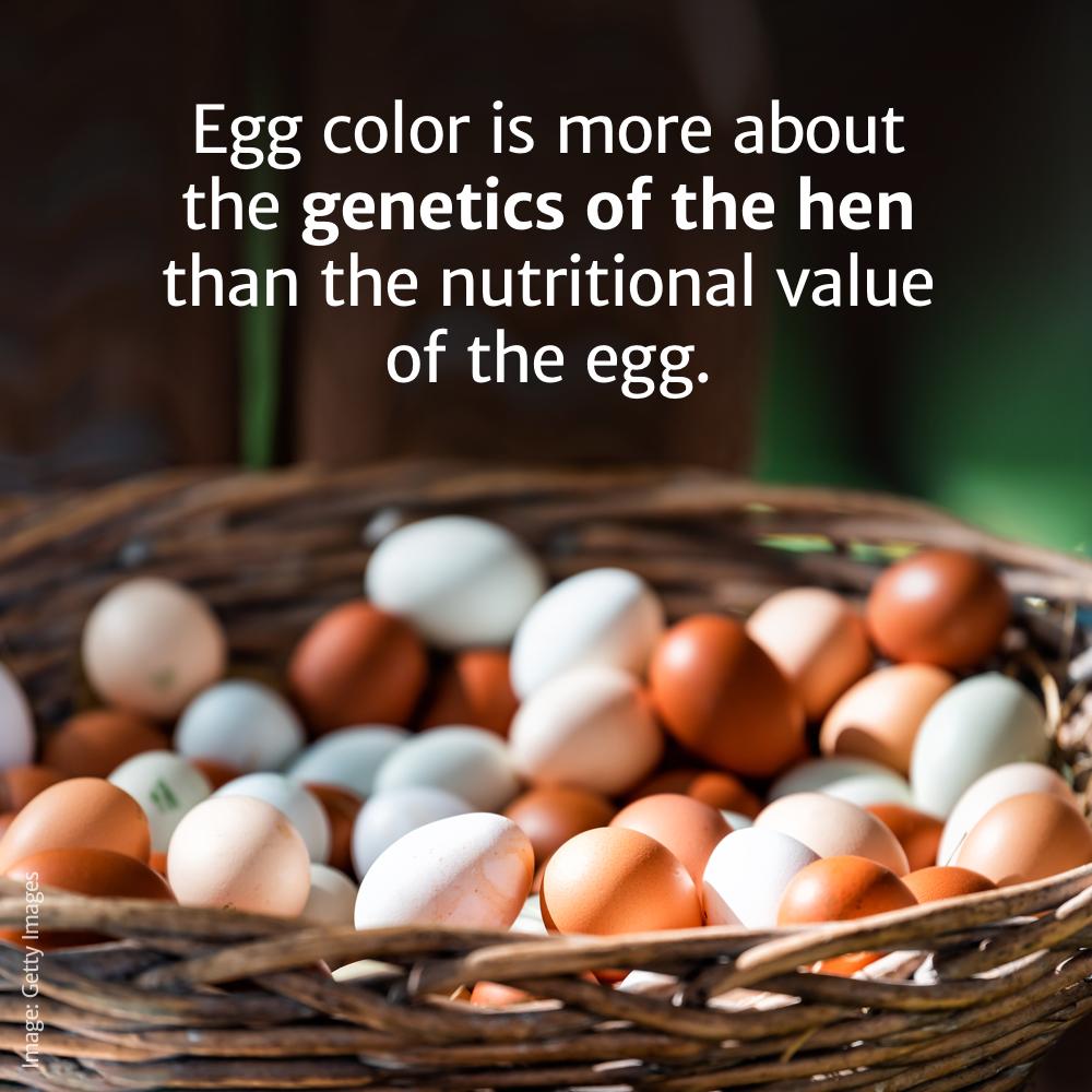 egg - Egg color is more about the genetics of the hen than the nutritional value of the egg. Image Getty Images