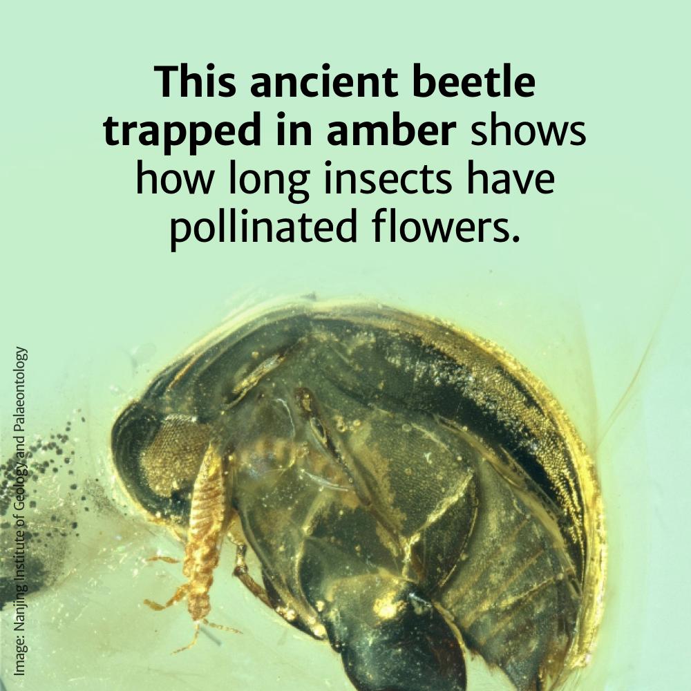 insect beetle - This ancient beetle trapped in amber shows how long insects have pollinated flowers. Image Nanjing Institute of Geology and Palaeontology