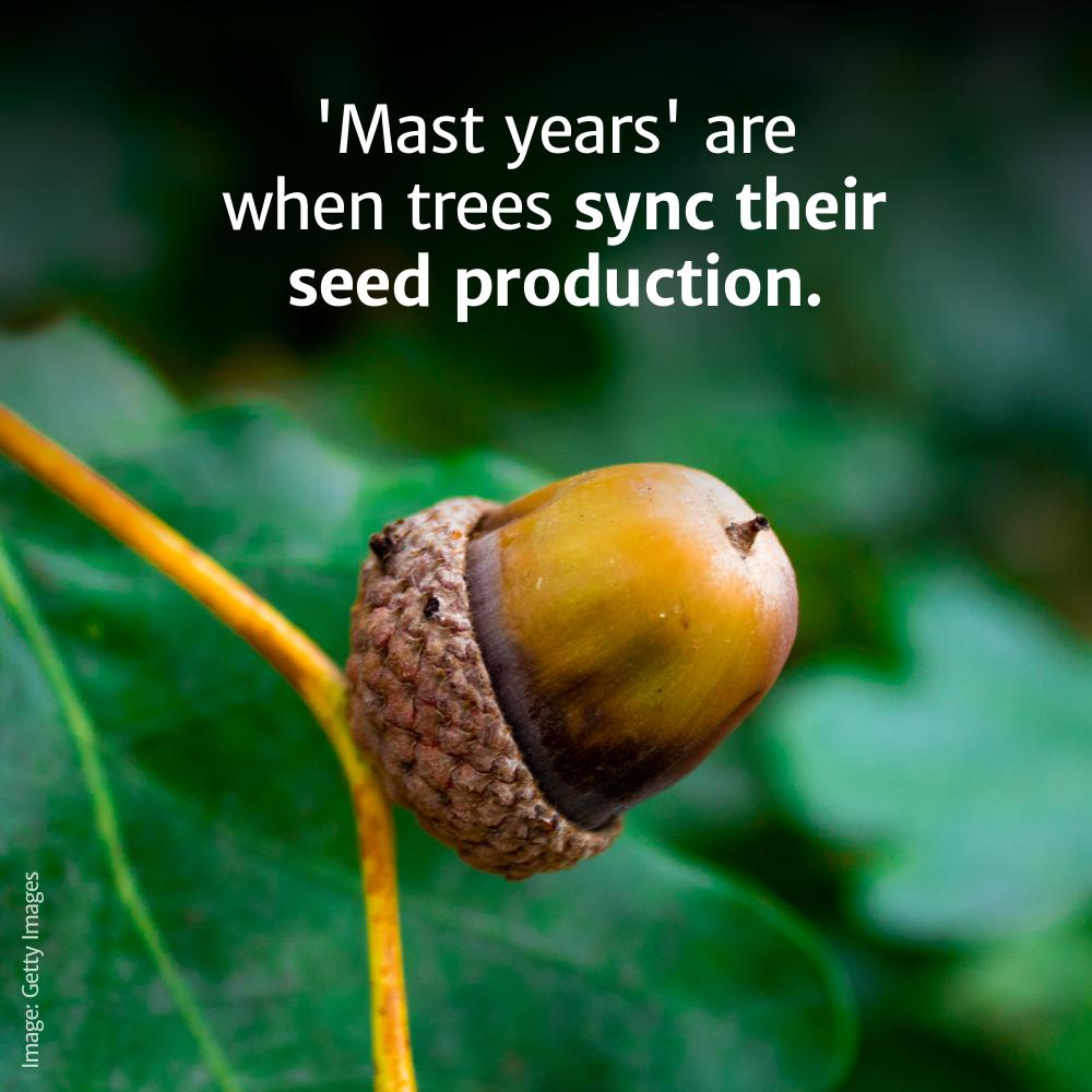 acorn - "Mast years' are when trees sync their seed production. Image Getty Images