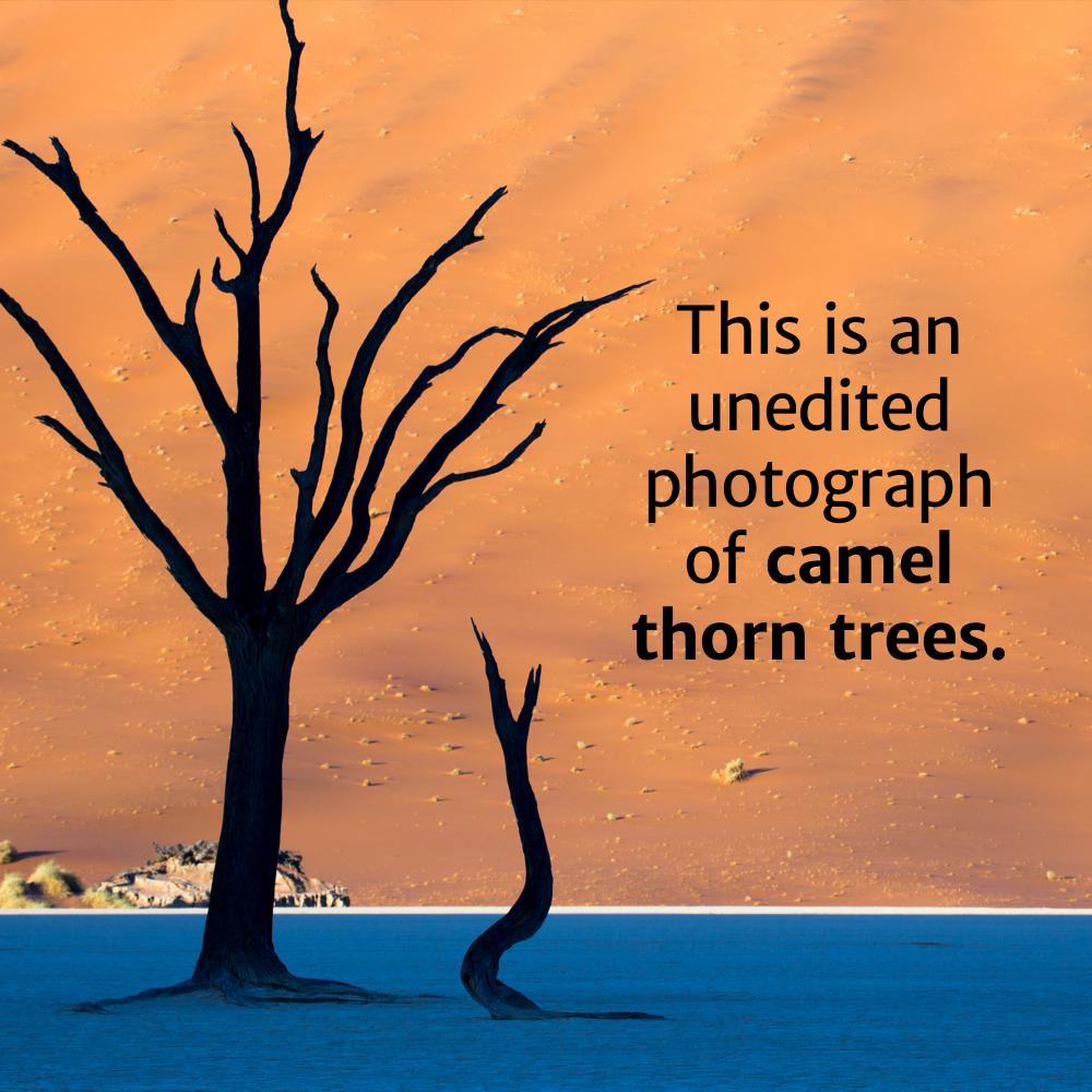 This is an unedited photograph of camel thorn trees.